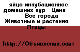 яйцо инкубационное домашних кур › Цена ­ 25 - Все города Животные и растения » Птицы   